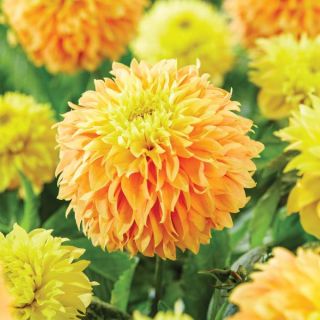 Deep Impact Dahlia Thumbnail